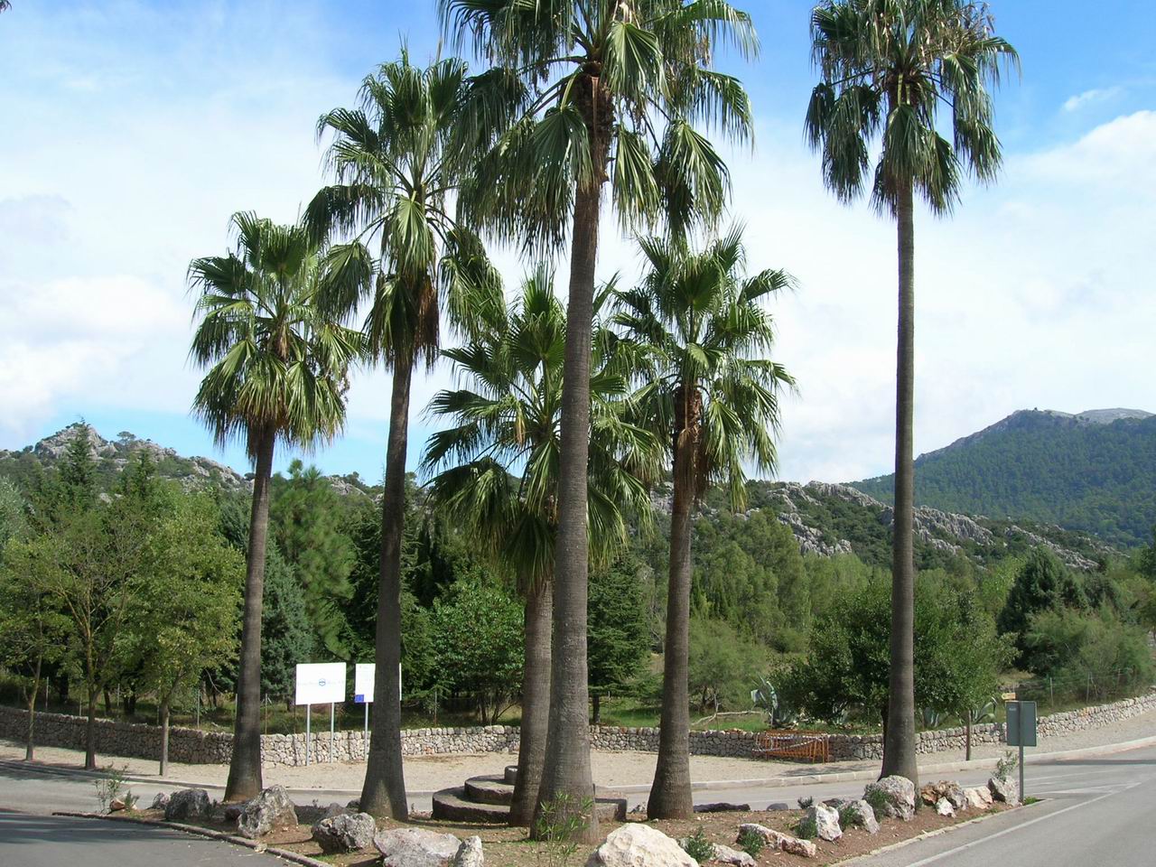Lluc
